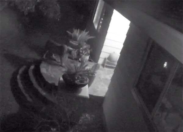 mountain lion surveillance video” width=